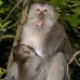 monkey_macaque_balinese_mf_ubud_v_0759_bal0772.jpg